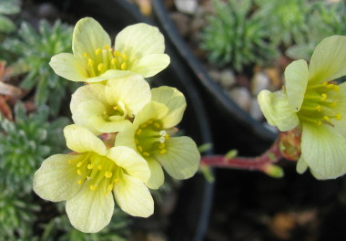 Saxifraga 'Karlstejn' (x borisii)